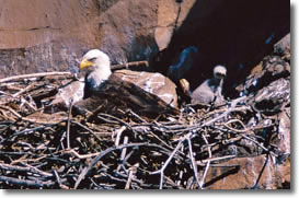 Eagle Watch is on in the Verde Canyon
